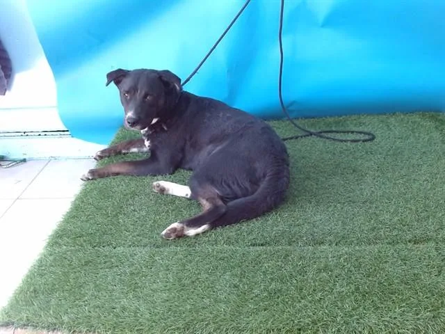 A young medium-sized female Labrador Retriever dog named Missy for adoption in Gardena, CA