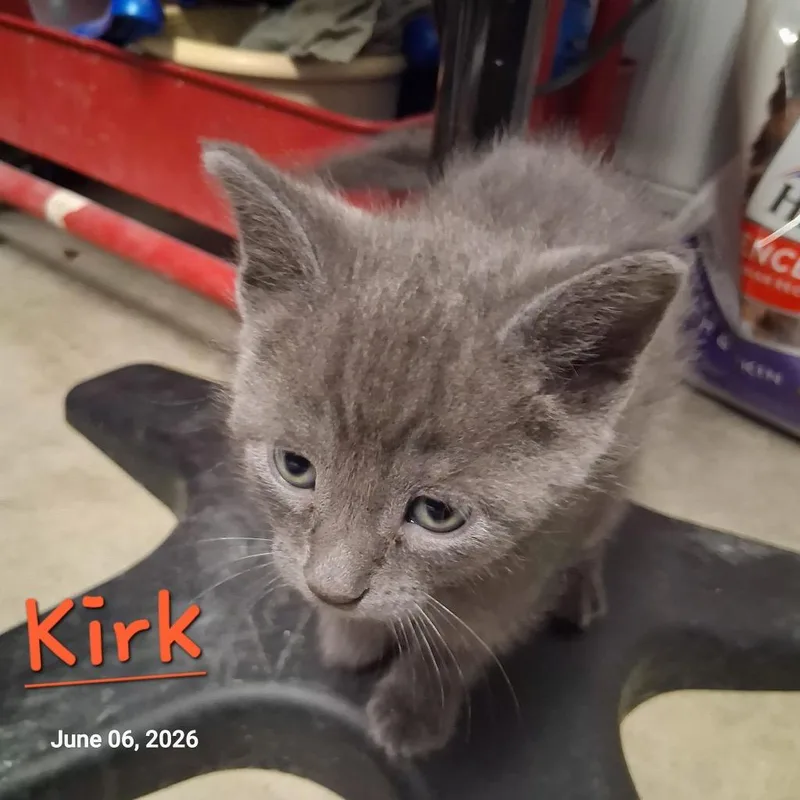A baby medium-sized male Domestic Short Hair cat named Kirk for adoption in Hartford City, IN