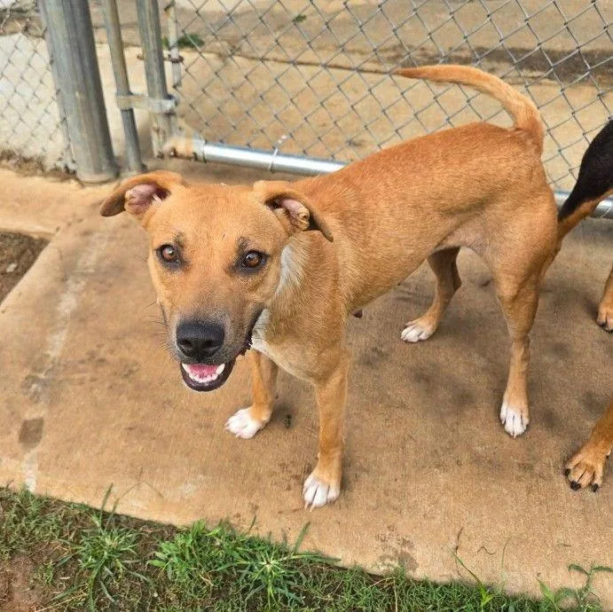 A young medium-sized female Terrier dog named Shortcake for adoption in Bloomfield, CT