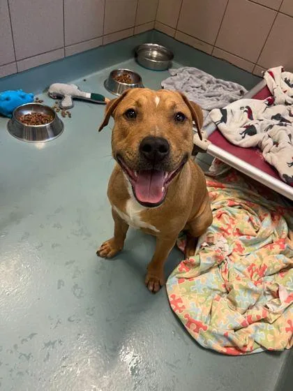 A young large-sized male Pit Bull Terrier dog named Koa for adoption in Knoxville, TN