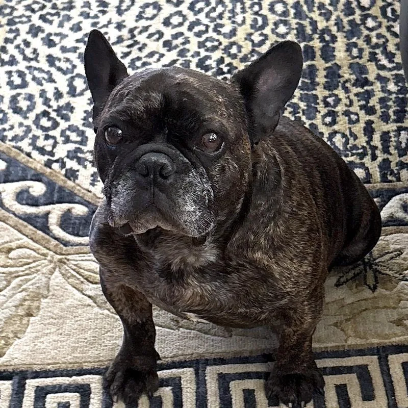 An adult medium-sized male French Bulldog dog named Fester for adoption in Folsom, CA
