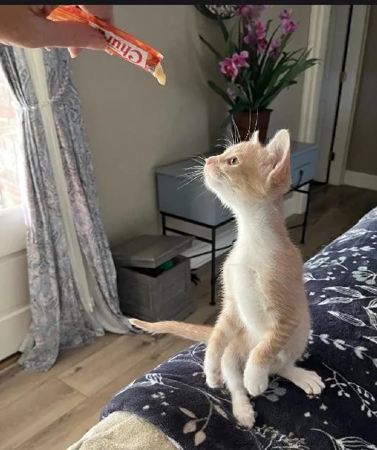 A baby medium-sized male Buff & White Domestic Short Hair cat named Kiwi for adoption in Lafayette, LA