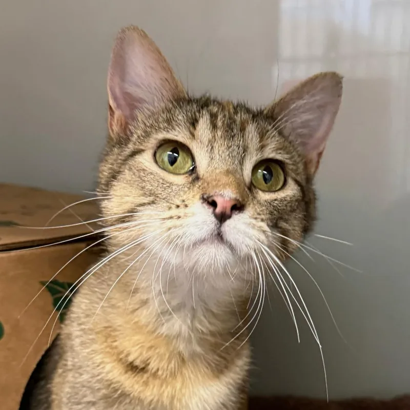 A young medium-sized female Brown / Chocolate Domestic Short Hair cat named Thelma for adoption in Saint Charles, MO