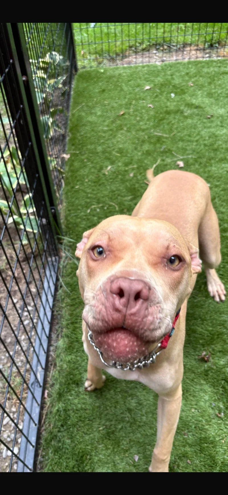 A young medium-sized female Golden Pit Bull Terrier dog named Liliana for adoption in Midland, MI