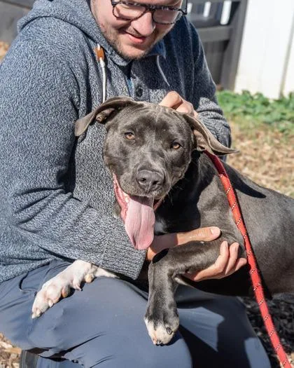 An adult large-sized female Mixed Breed dog named Vespera for adoption in Chamblee, GA