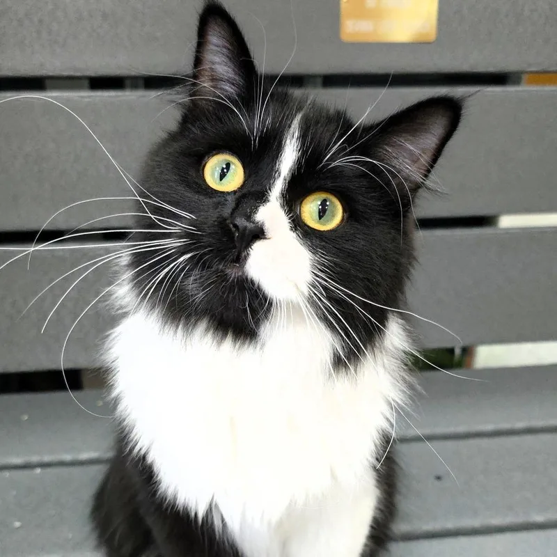 A young medium-sized male Black Domestic Long Hair cat named Panda for adoption in Michigan City, IN