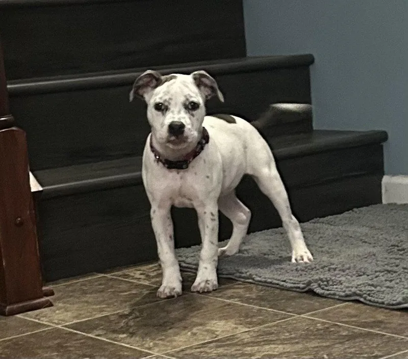 A baby medium-sized female Pit Bull Terrier dog named Nia for adoption in Saint Paul, MN