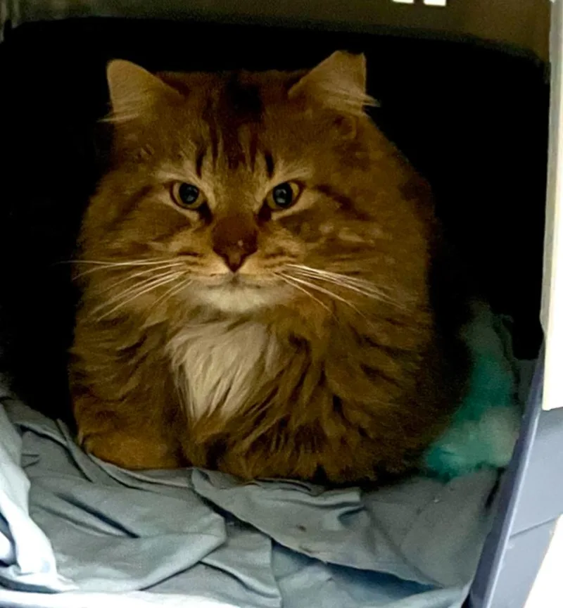 Mr. Snuggles