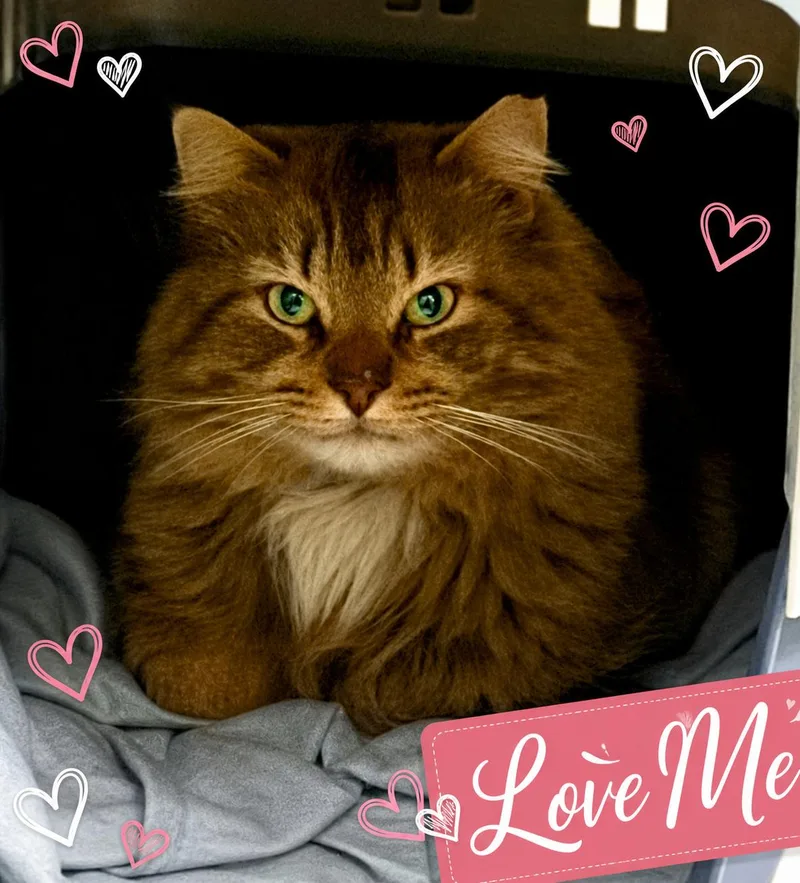 Mr. Snuggles thumbnail 3