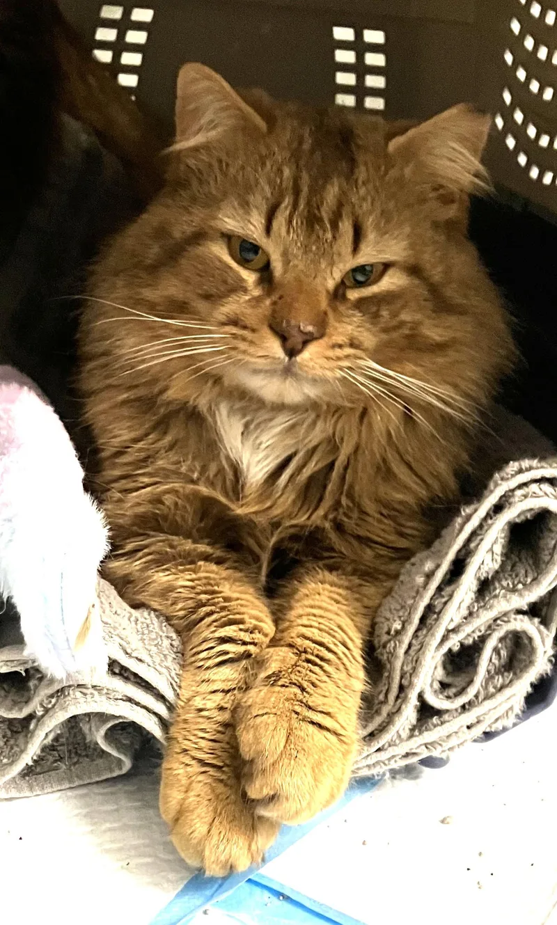 Mr. Snuggles thumbnail 4
