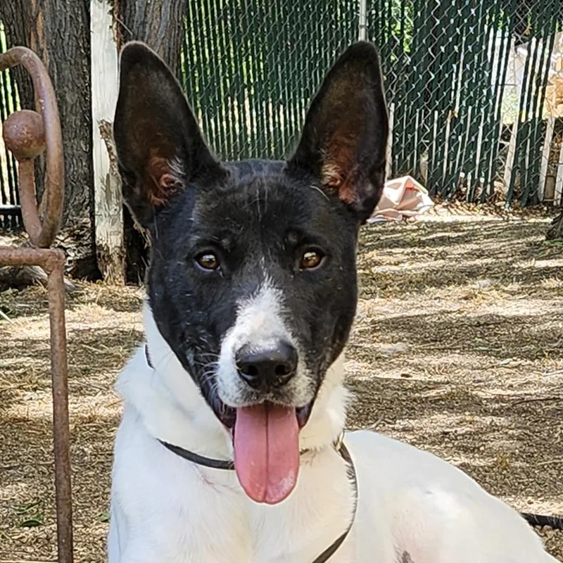 An adult large-sized male White / Cream German Shorthaired Pointer dog named Bert for adoption in Burbank, CA