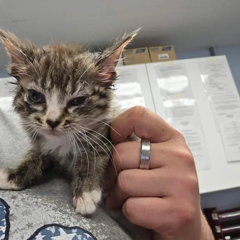 A baby small-sized female Calico Domestic Short Hair cat named Matlock for adoption in Martinsville, VA