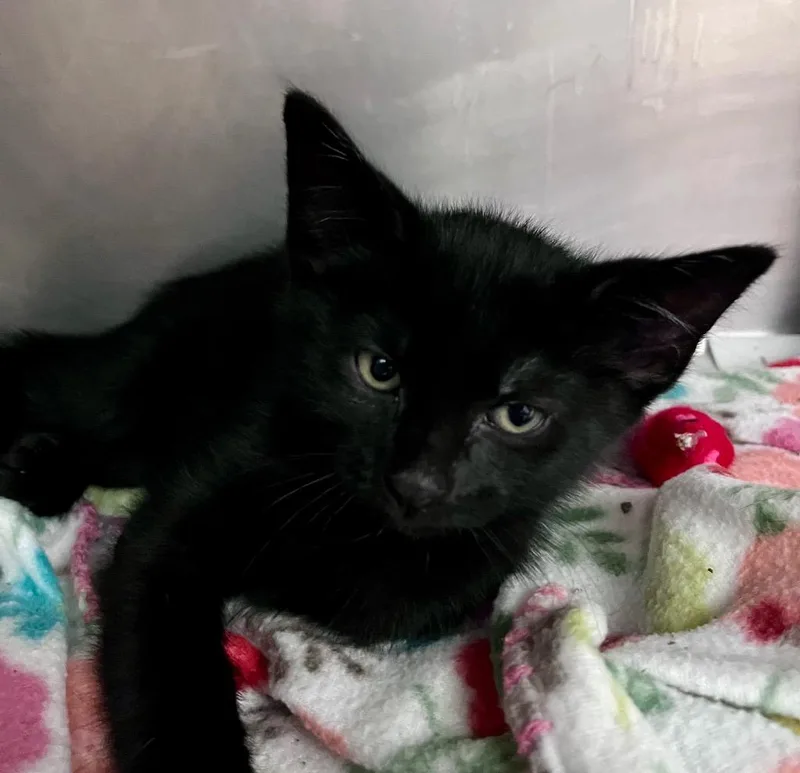 A baby medium-sized male Domestic Short Hair cat named Phalanges for adoption in Cincinnati, OH