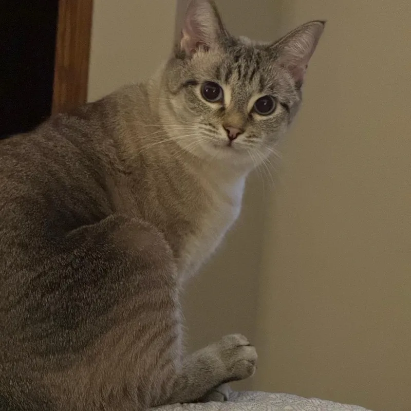 Luna  Home to