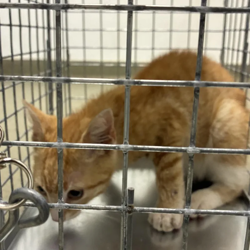 A baby small-sized male Orange / Red Domestic Short Hair cat named 71629 for adoption in Harrisonburg, VA