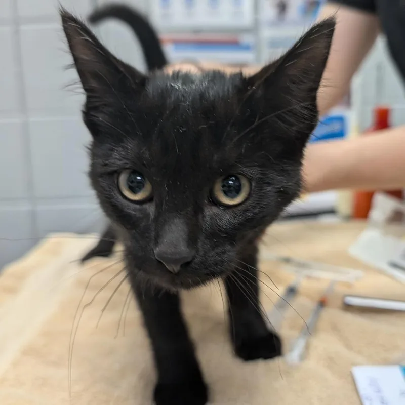 A baby small-sized male Black Domestic Medium Hair cat named Appalachia for adoption in West Olive, MI