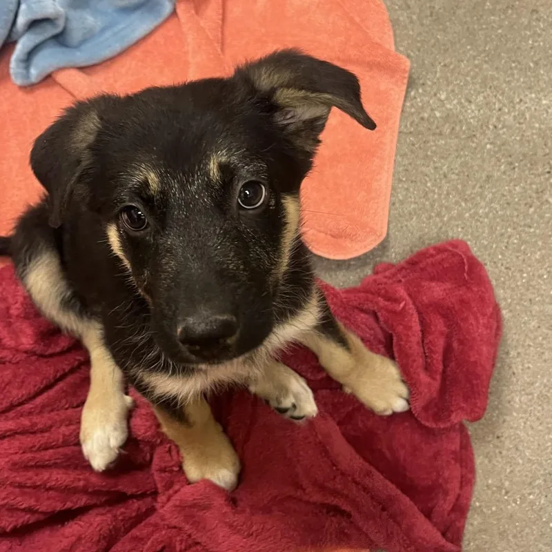 A baby medium-sized female Black German Shepherd Dog dog named Aruba for adoption in Las Vegas, NV