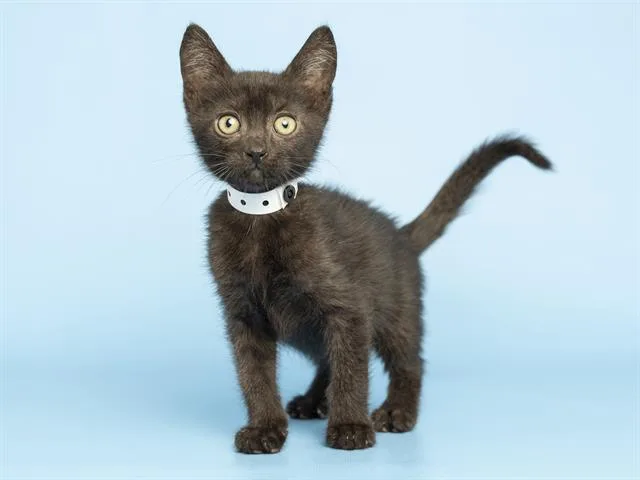 A baby small-sized male Domestic Short Hair cat named Ed for adoption in Phoenix, AZ