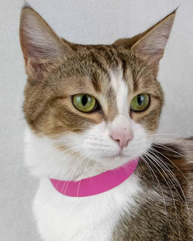 A young medium-sized female Domestic Short Hair cat named Louise for adoption in Kennesaw, GA