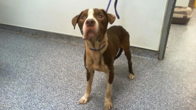 A young large-sized male Pit Bull Terrier dog named Otto for adoption in Charlotte, NC