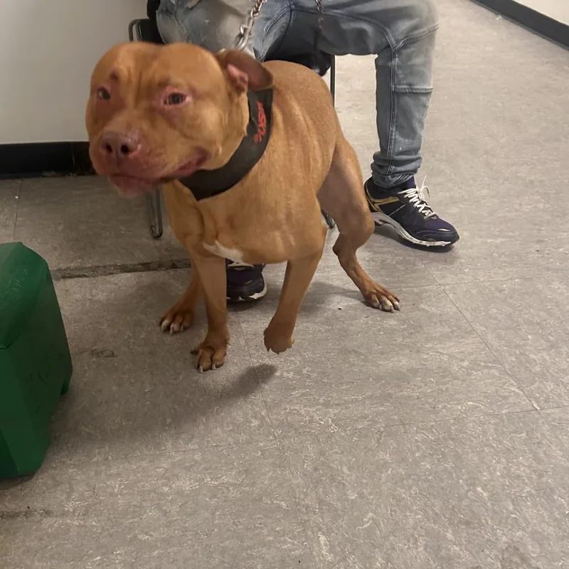 Ramboozle thumbnail 2