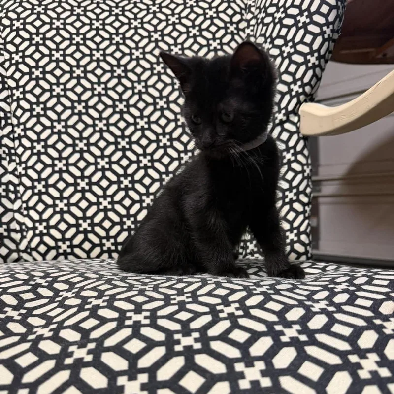 A baby small-sized male Black Domestic Short Hair cat named Remy for adoption in Ferndale, WA