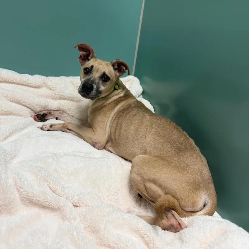 An adult medium-sized female Brown / Chocolate Mixed Breed dog named Whisper for adoption in Titusville, FL