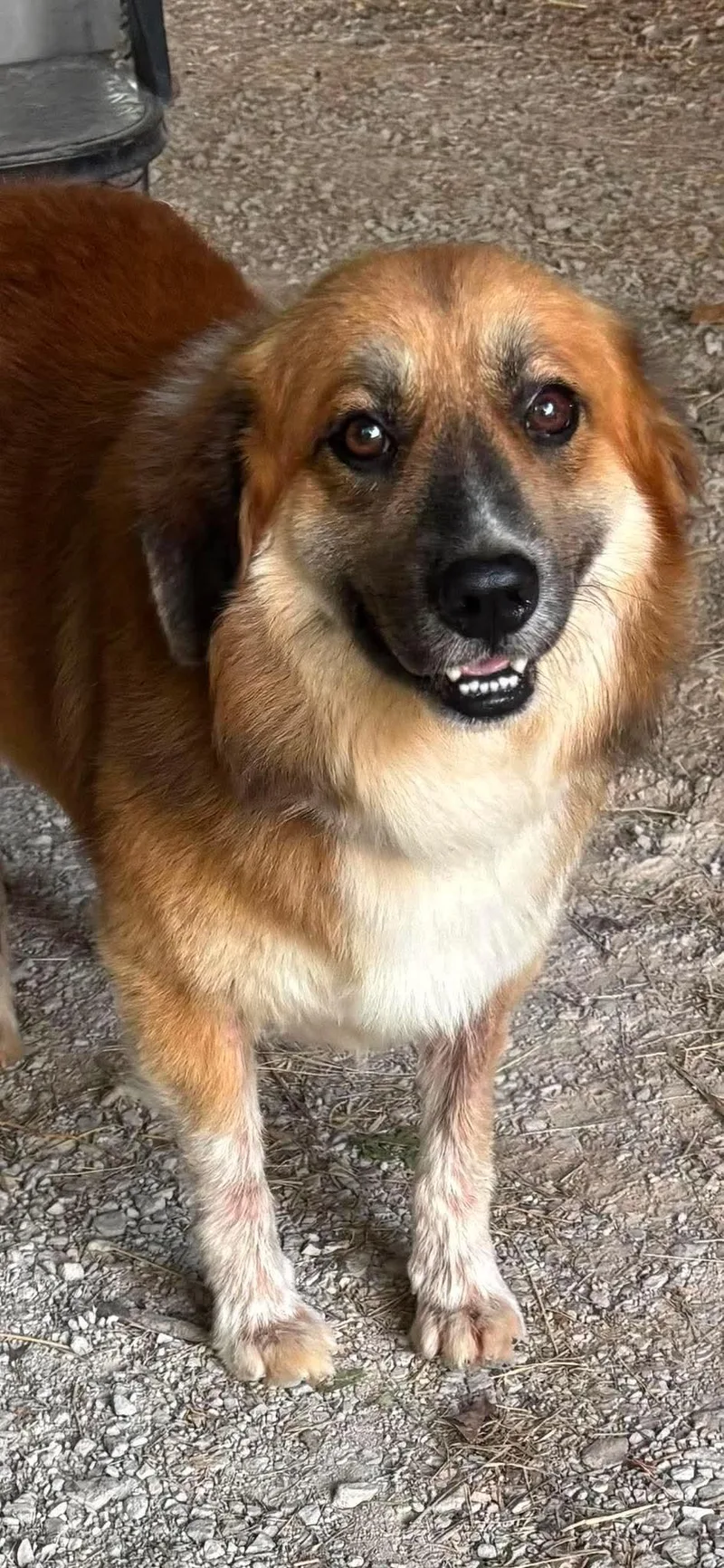 A young medium-sized male Mixed Breed dog named Rocky for adoption in Lee, NH