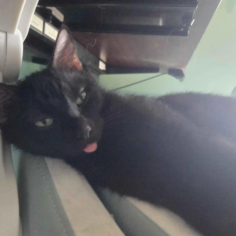 A young medium-sized female Black Domestic Short Hair cat named Princess Andrade for adoption in Morrison, CO
