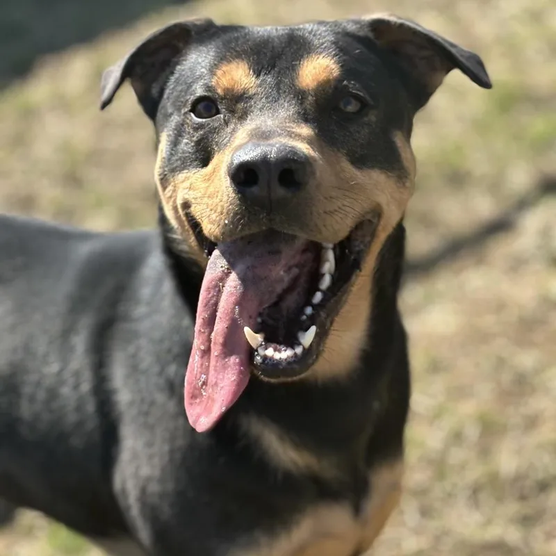 An adult large-sized male Black Rottweiler dog named Jake for adoption in Marshalltown, IA