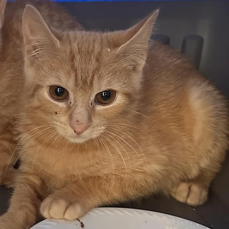 A baby small-sized male Orange / Red Domestic Short Hair cat named Ancho for adoption in Rocky Mount, VA