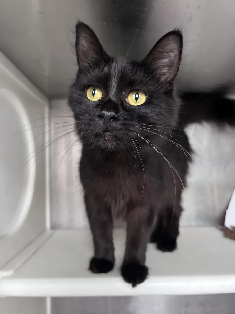 An adult small-sized female Black Domestic Medium Hair cat named Jacqueline for adoption in Carrollton, GA