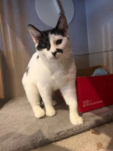 An adult medium-sized female Domestic Short Hair cat named Uniqua for adoption in Washington, DC