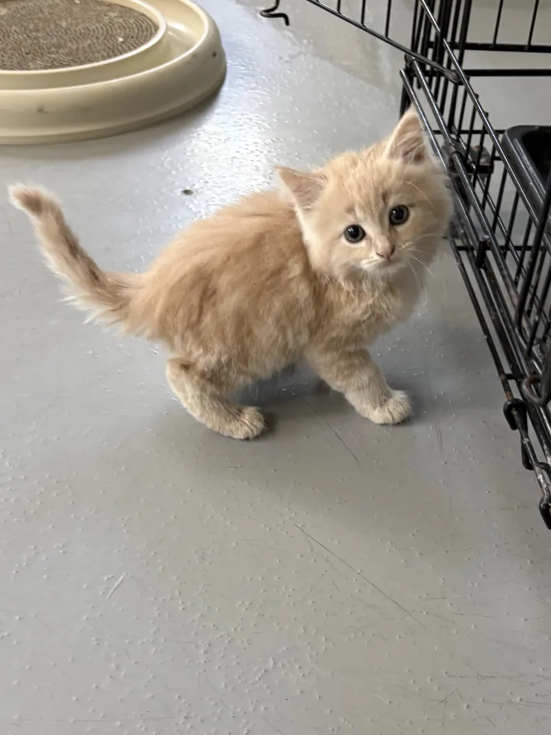 A baby medium-sized female Domestic Long Hair cat named Ginny for adoption in Big Rapids, MI