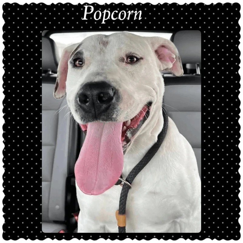 An adult medium-sized male White / Cream Pit Bull Terrier dog named Popcorn for adoption in Canyon, TX