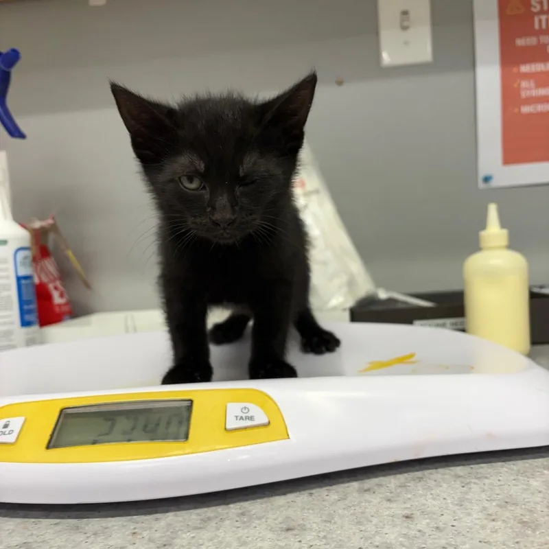 A baby small-sized male Black Domestic Short Hair cat named Smoke Bomb for adoption in Spokane, WA