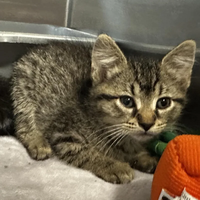 A baby small-sized female Brown / Chocolate Domestic Short Hair cat named Ivy for adoption in Hinsdale, IL