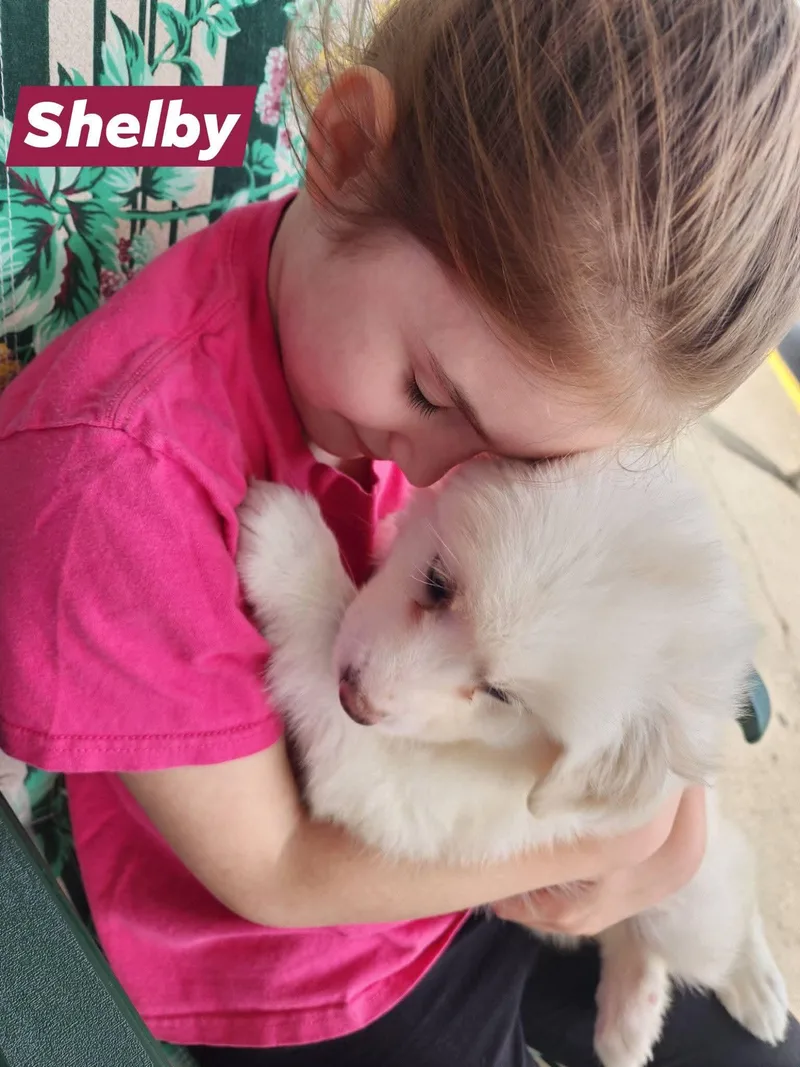 Shelby thumbnail 2