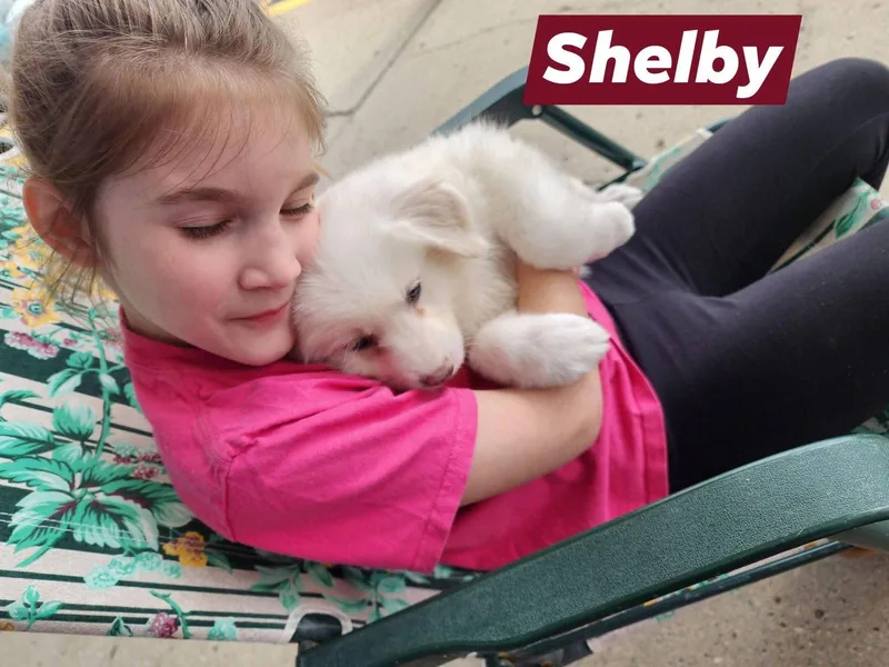 Shelby thumbnail 3
