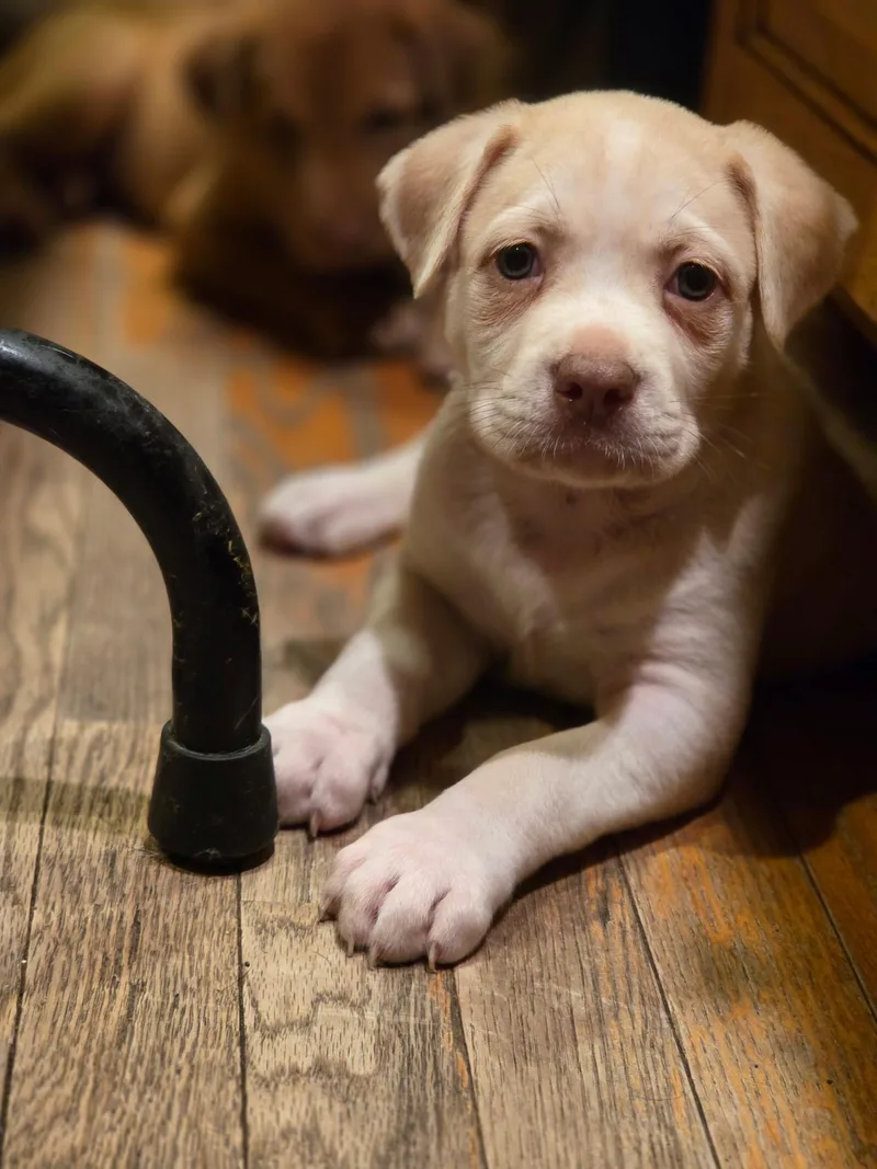 A baby large-sized male Labrador Retriever dog named Hawk for adoption in Port Angeles, WA