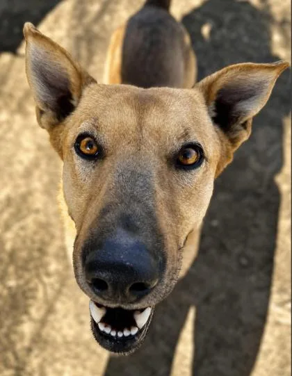 An adult large-sized male Yellow / Tan / Blond / Fawn German Shepherd Dog dog named Rocky for adoption in renton, WA