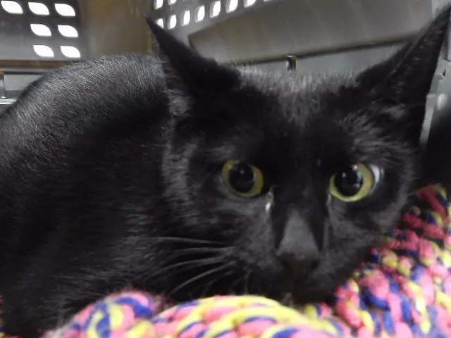 A young medium-sized female Domestic Short Hair cat named Night Fury for adoption in Omaha, NE