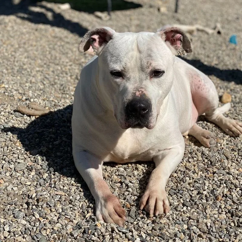 An adult large-sized male White / Cream Pit Bull Terrier dog named Ace for adoption in Willimantic, CT