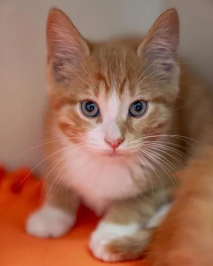 A baby small-sized male Domestic Short Hair cat named Jethro for adoption in Pequot Lakes, MN