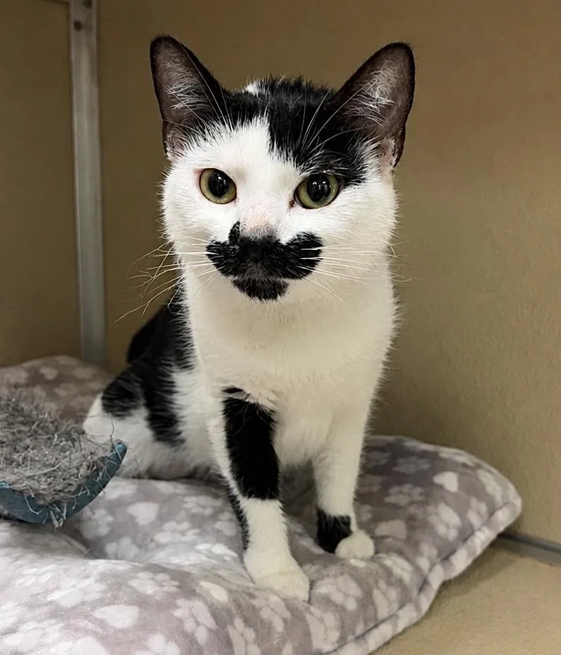A young medium-sized female Black & White / Tuxedo Domestic Short Hair cat named Lyra for adoption in Kearneysville, WV
