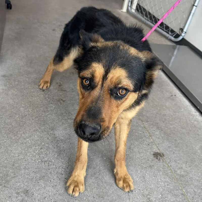 An adult large-sized male Yellow / Tan / Blond / Fawn Mixed Breed dog named Lobo for adoption in Las Cruces, NM
