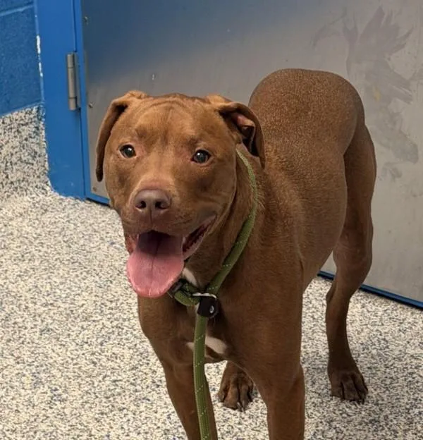 An adult large-sized male Labrador Retriever dog named Rockford for adoption in Golden, CO