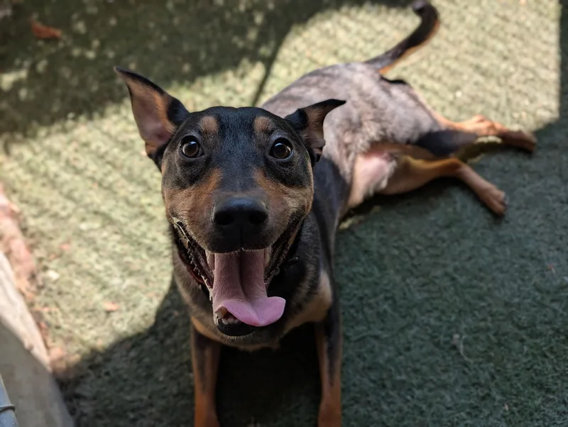 An adult medium-sized female Bicolor Mixed Breed dog named Kobe for adoption in Sudbury, MA