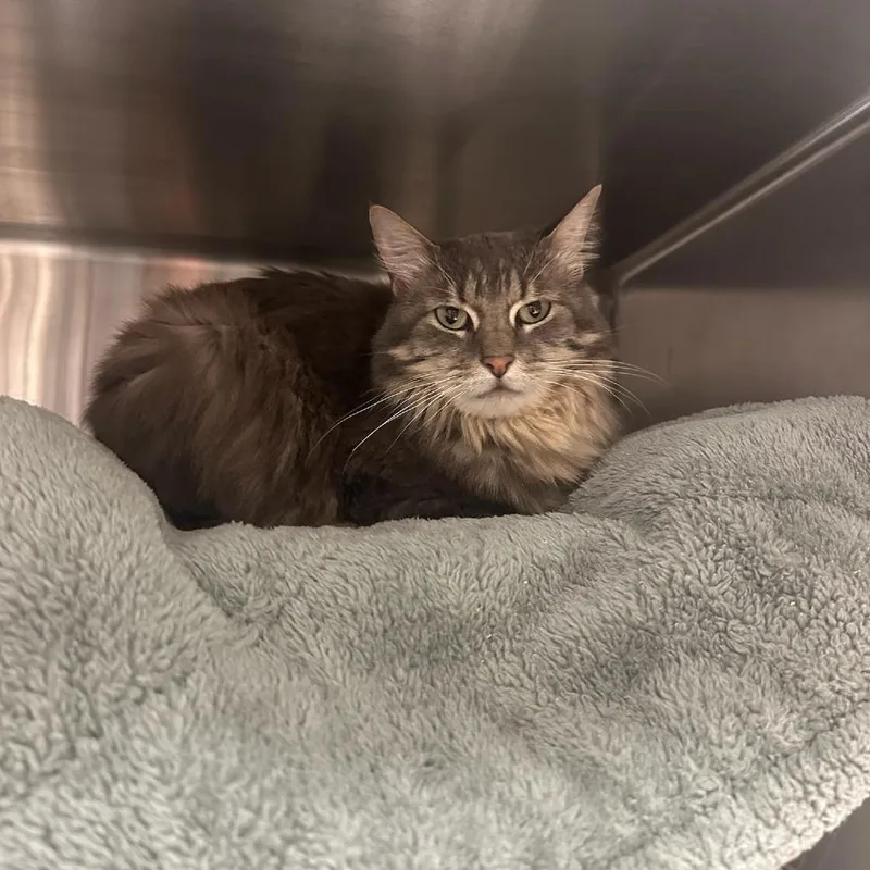 An adult medium-sized female Gray / Blue / Silver Domestic Short Hair cat named Miss Mally May for adoption in Santa Barbara, CA