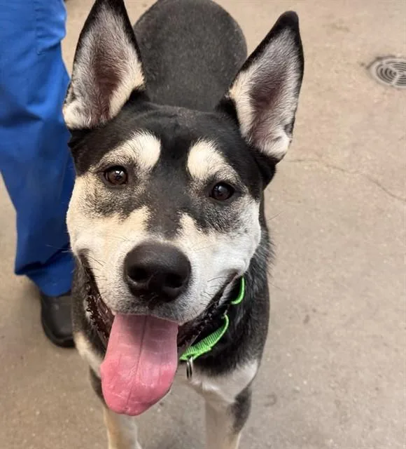 A young large-sized male Siberian Husky dog named Koojo for adoption in Tucson, AZ